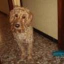 siguiente