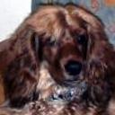 anterior