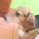 siguiente