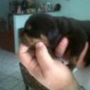 siguiente