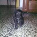 siguiente