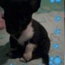 siguiente