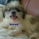 Lucas