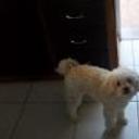 siguiente