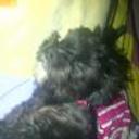 siguiente