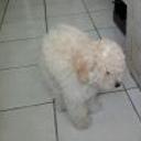 siguiente