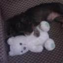Otto