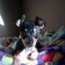 Cachito