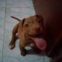 siguiente