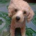 siguiente