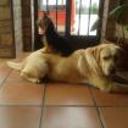 siguiente