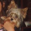 siguiente