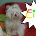 siguiente