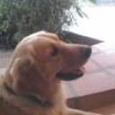 siguiente
