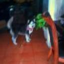 siguiente