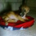 siguiente