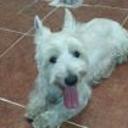 siguiente