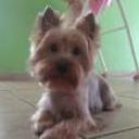 siguiente