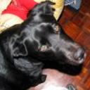siguiente
