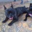 Tayson y noa