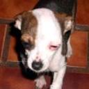 Manchas