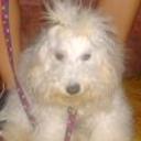 siguiente