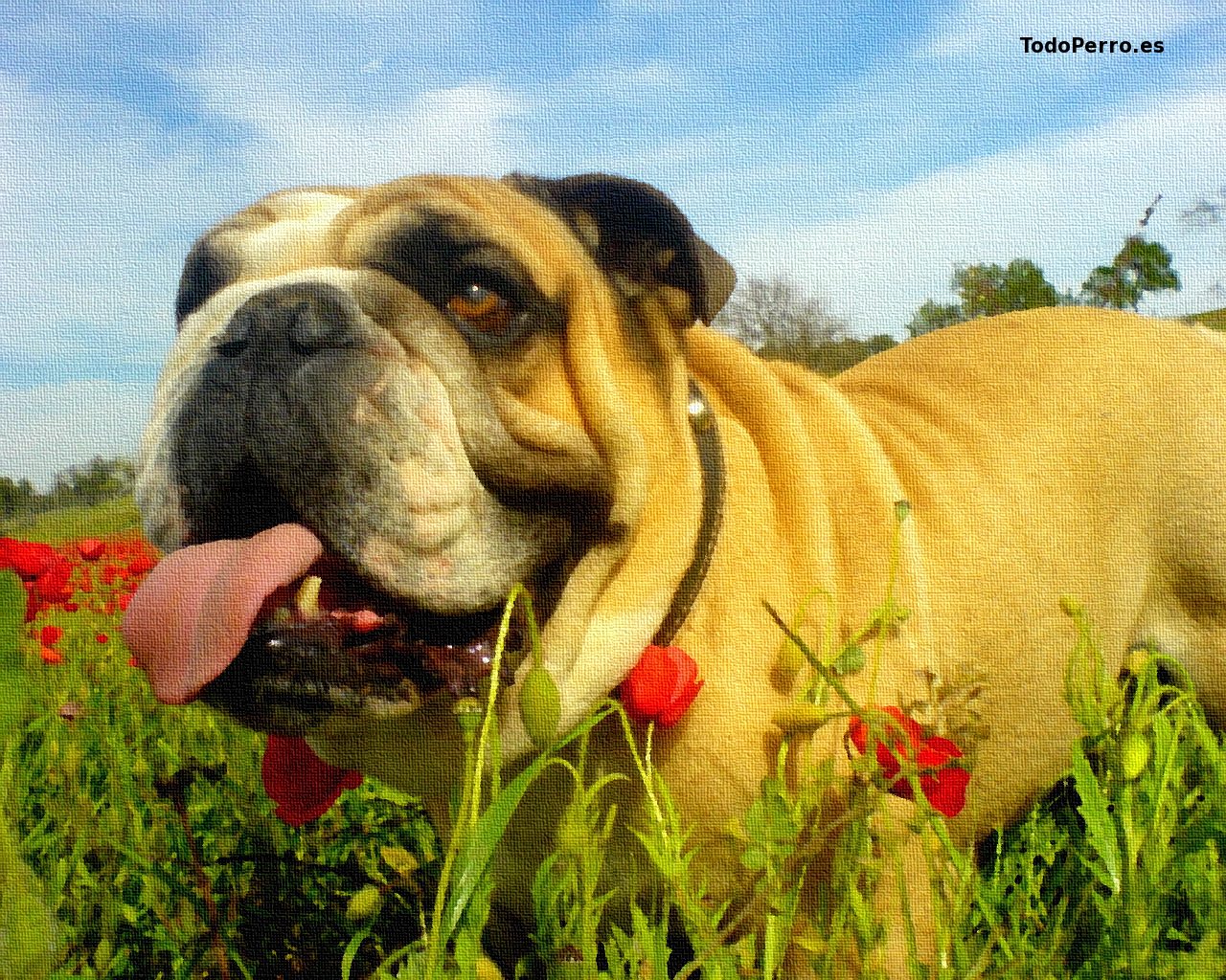 Fondo de pantalla del perro Gaston 1280x1024