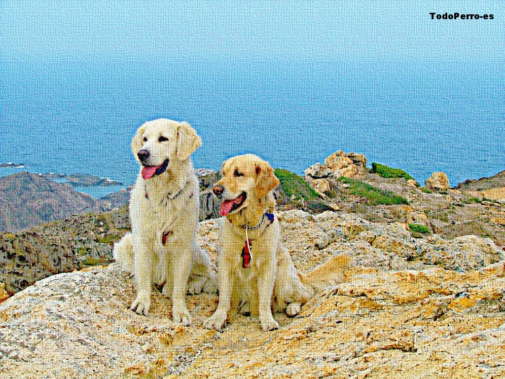 Fondos de perros: Kim y sam 1024x768