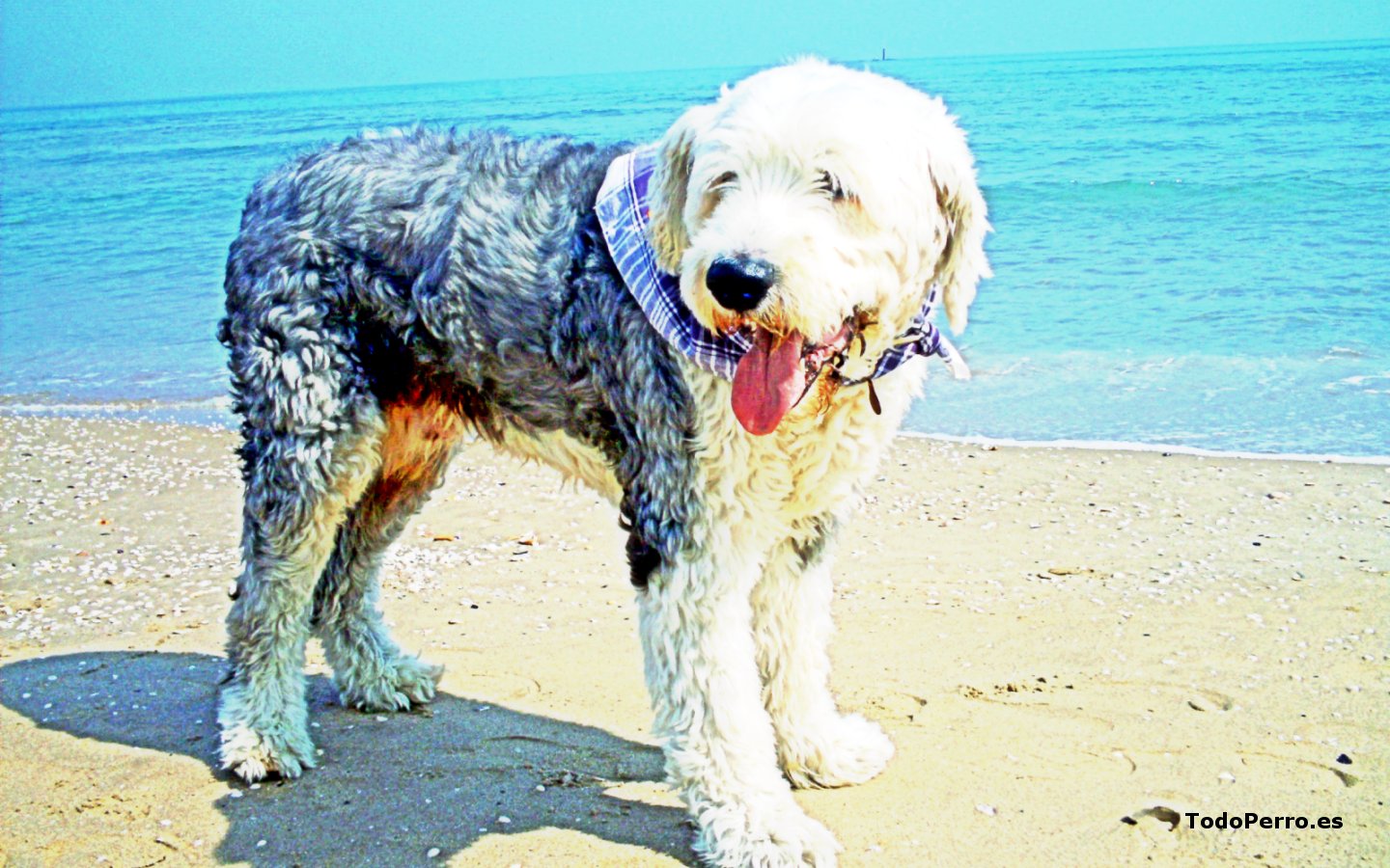 El perro Ringo, un fondo de escritorio 1440x900