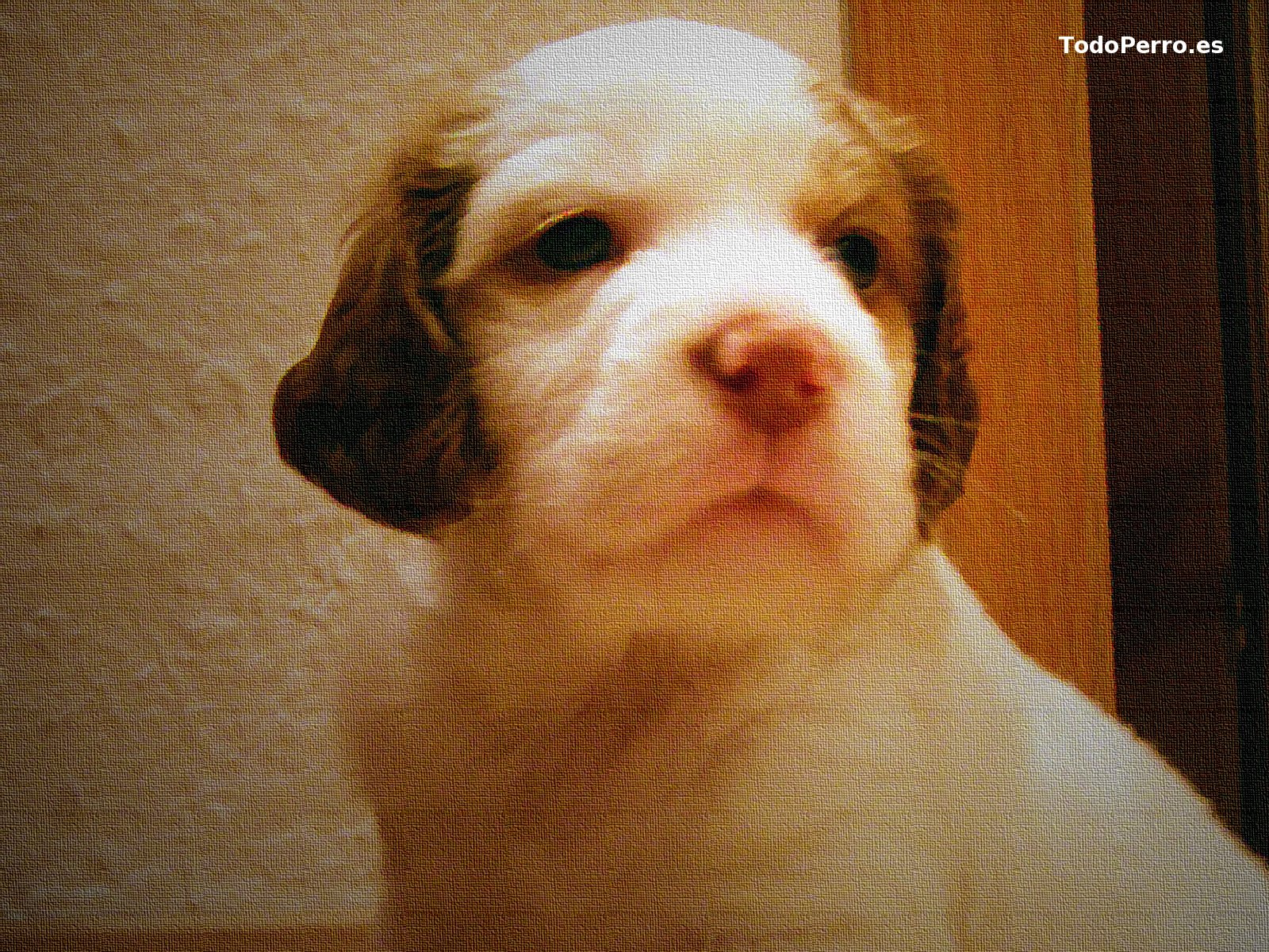 El perro Toby, un fondo de pantalla 1600x1200