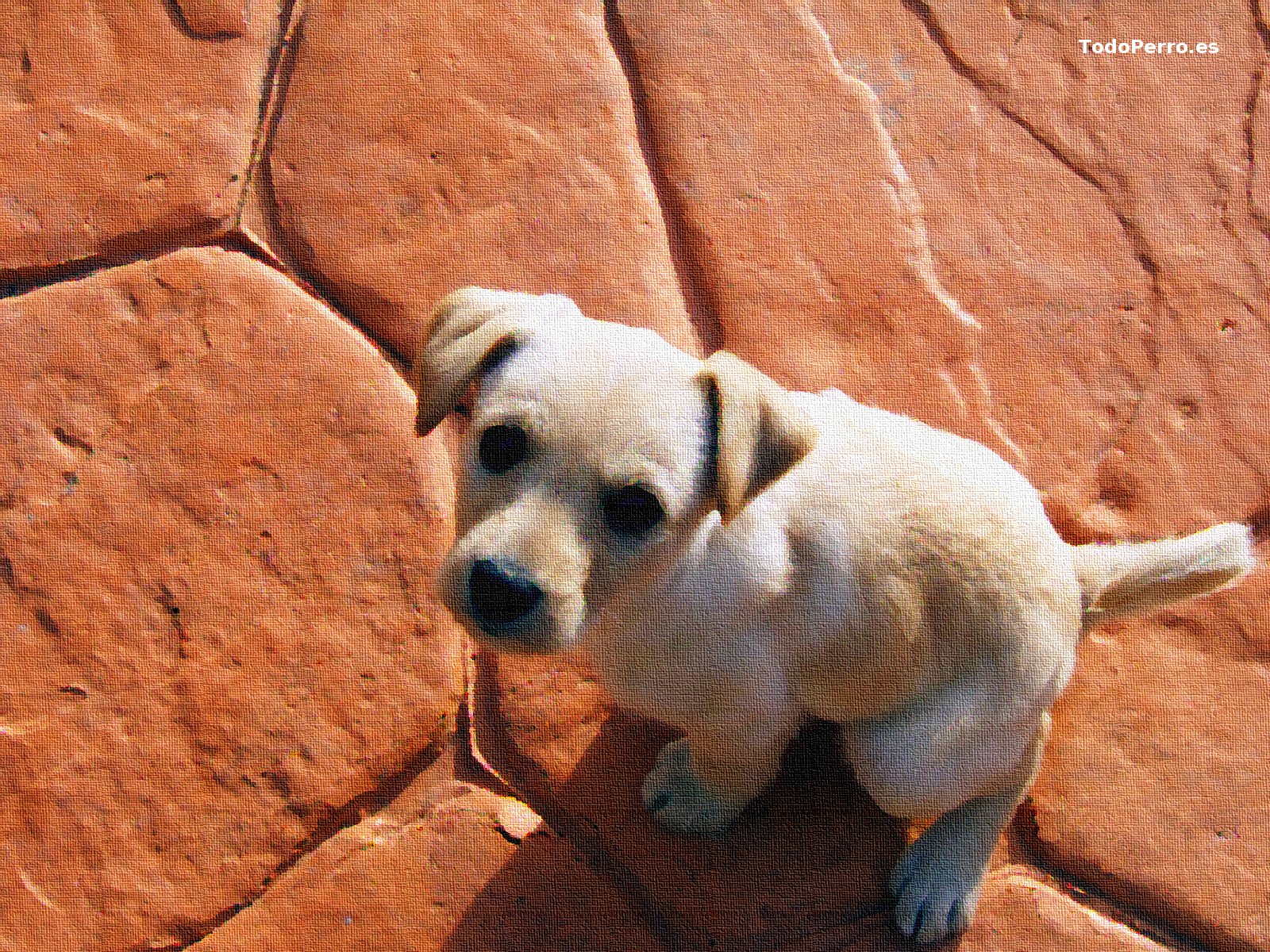 Fondos de perros: Kira 1600x1200