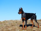 wallpaper de un perro Dobermann