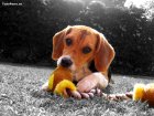 Wallpaper de un Beagle