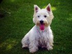 Wallpaper de un West Highland Terrier