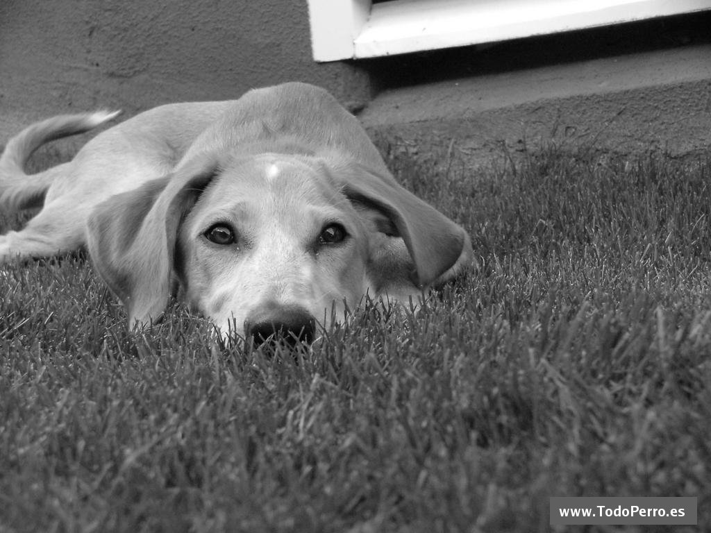 Mi perro MiKonos en el Jardín