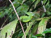 Basilisco en Tortuguero