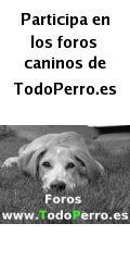 Foros de perros