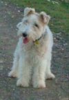 Foxterrier