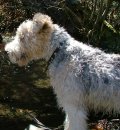 Foxterrier