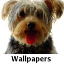 Wallpapers de perros
