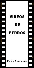 Videos de perros