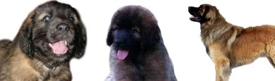 Leonberger