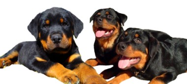 Foto de unos Rottweilers