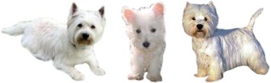 West Highland Terrier 