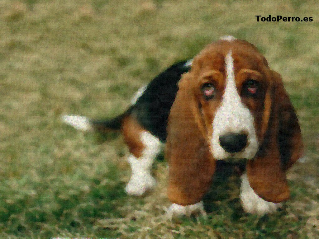 Cuadro Basset