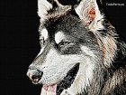 Dibujo de un Alaskan Malamute