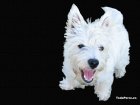 Westie