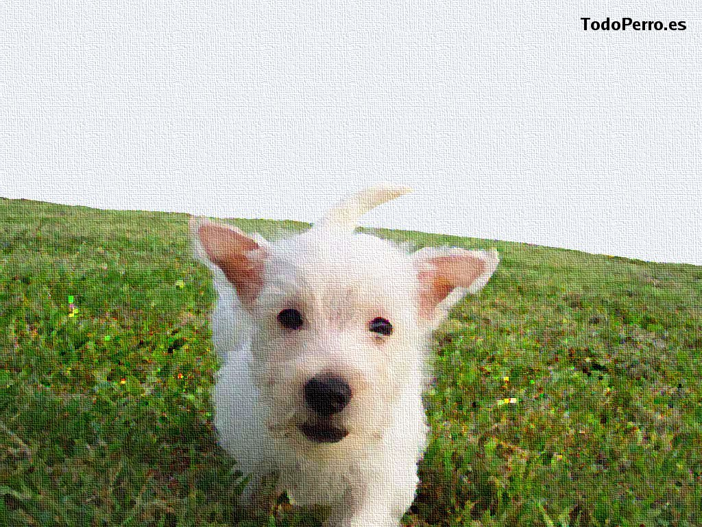 West Highland Terrier